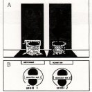 Catalogue image for Jill Scott's Double Time from the Perspecta '85 catalogue