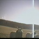From A Sheep in Wolf's Clothing, via <a href=_http_/archive.dlux.org.au/index574d.html?page=artworks&amp;id=1217%22>d&#039;archive</a>