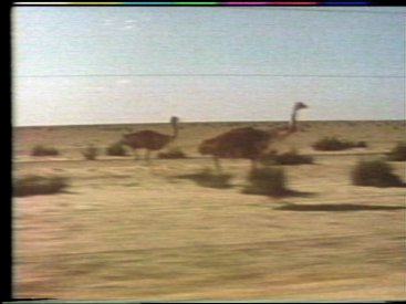 Still frame from Oxide St Junction: emus running along the fence.